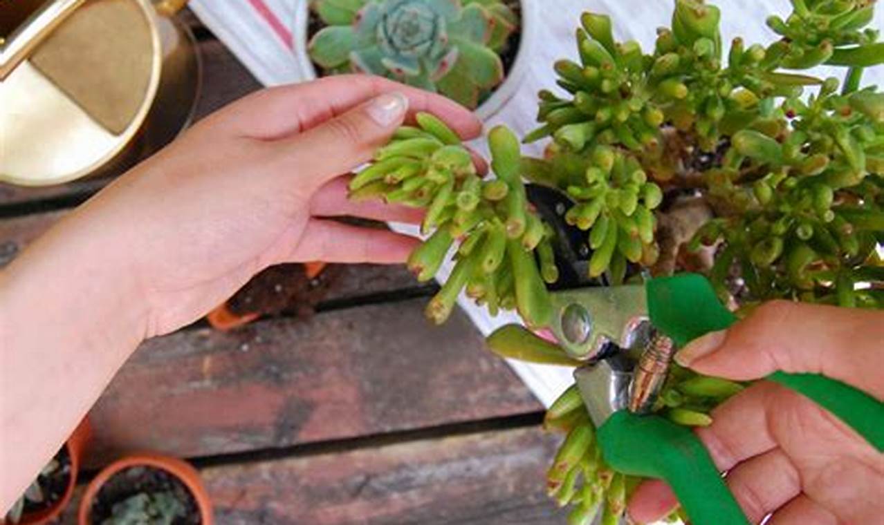 How To Plant Succulent Cuttings