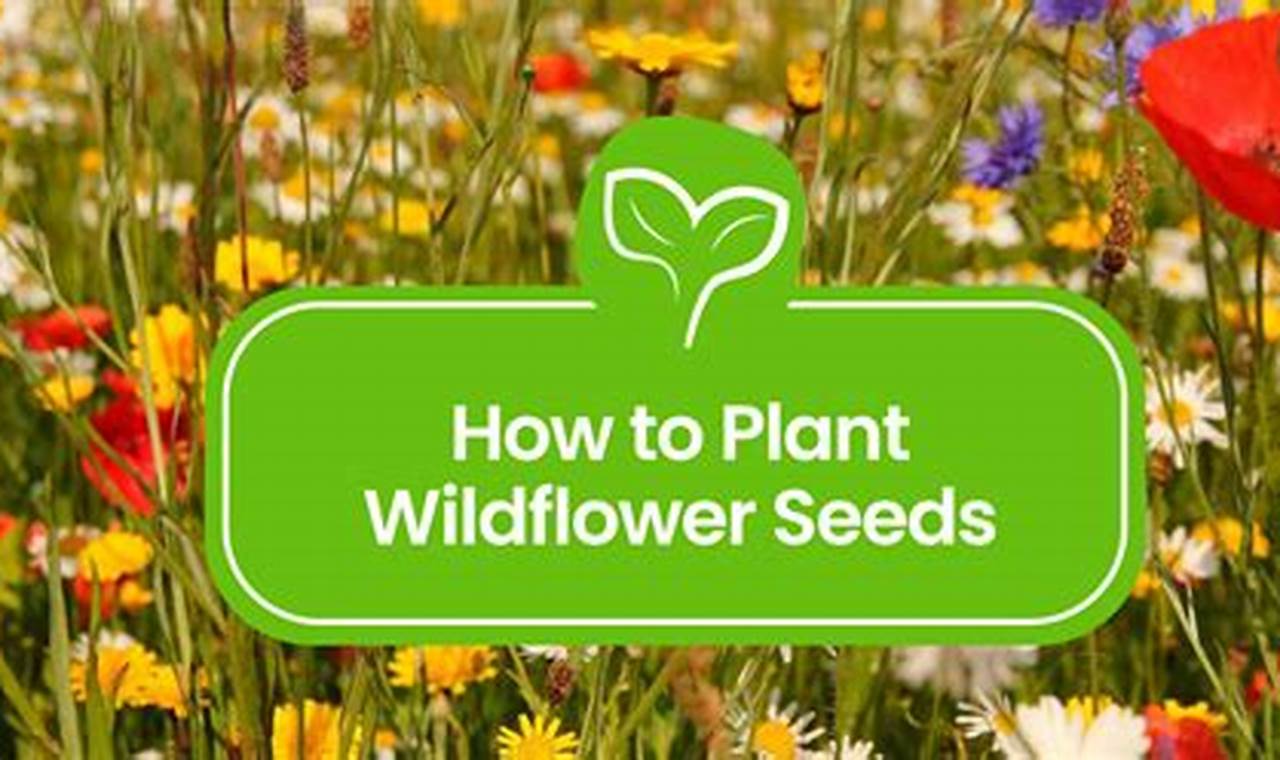 How To Plant Wildflower Seeds