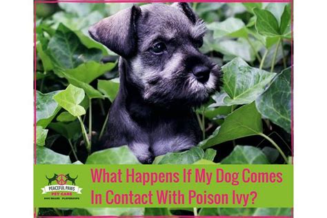 How To Prevent Your Dog From Contacting Poison Ivy