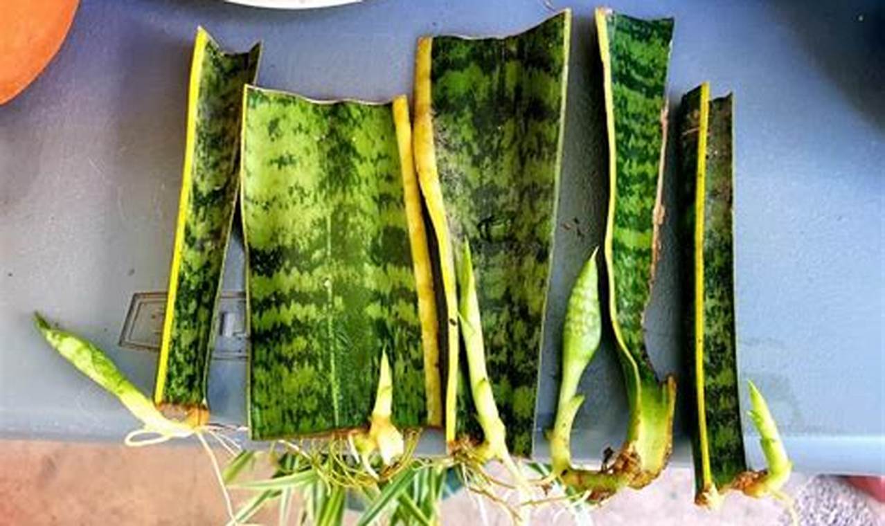 How To Propagate Snake Plant