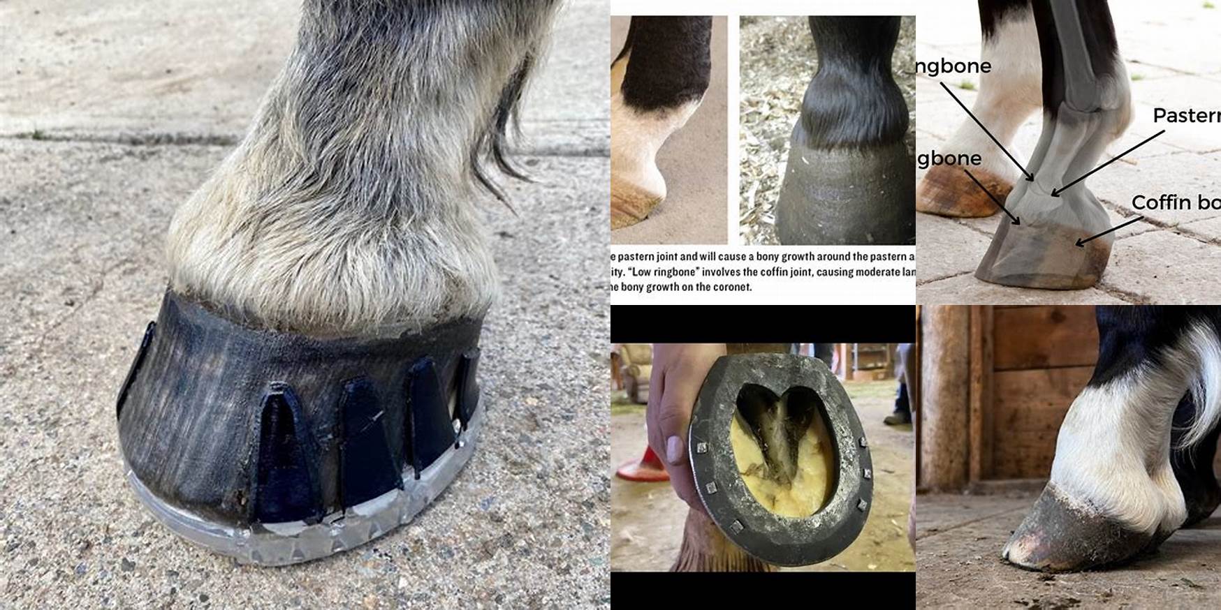 How To Shoe A Horse With Ringbone