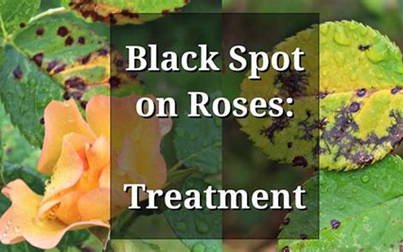 rose treatment black spot