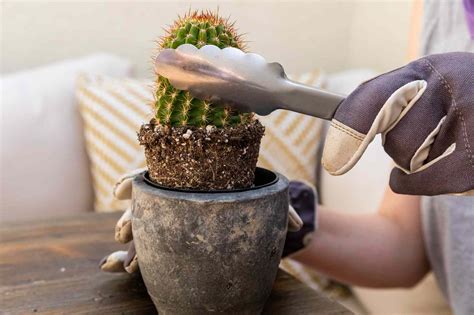 How To Use Roundup Safely Around Cacti