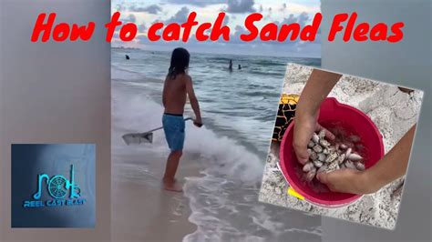 How to Catch Sand Fleas?