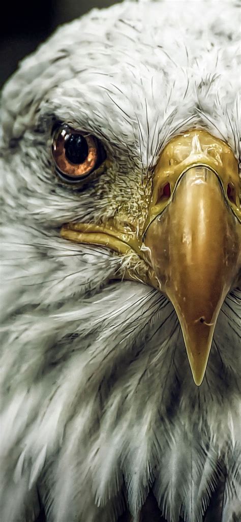 How to Customize Wallpaper Mobile HD Eagle