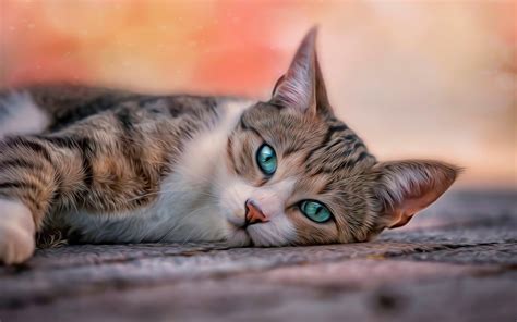 How to Find the Perfect HD Cat Wallpaper