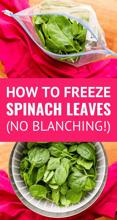 How to Freeze Spinach for Maximum Freshness