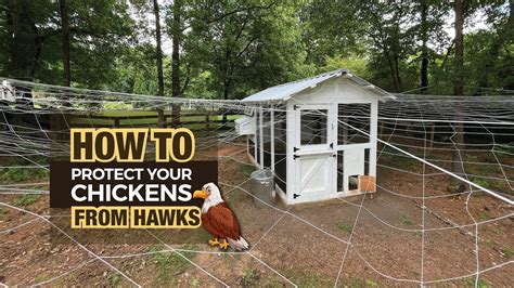 How to Keep Hawks Away From Chickens