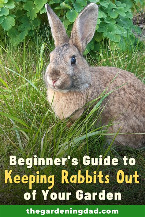 How to Keep Rabbits Out of Your Garden