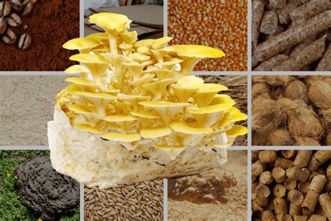 How to Prepare Mushroom Substrate: A Step-by-Step Recipe Guide