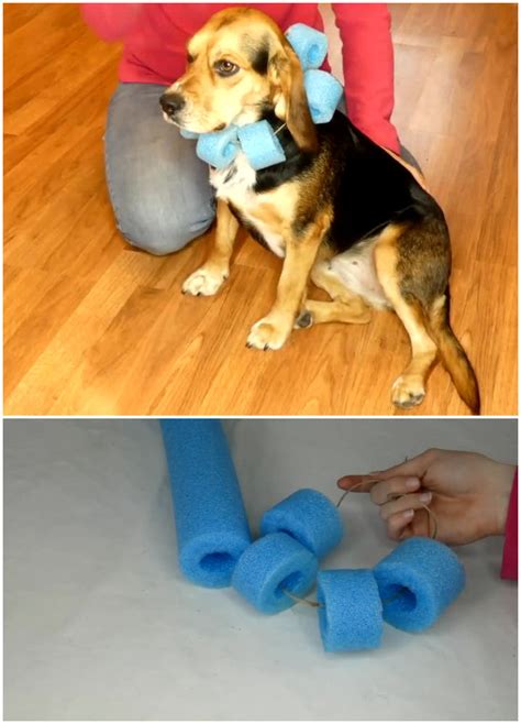 How to Put On and Adjust a Dog Cone