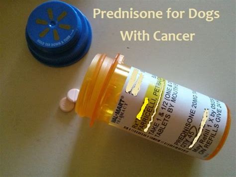 How to Stop Giving Prednisone to Dogs