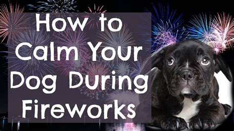 Are Dogs Ok With Fireworks
