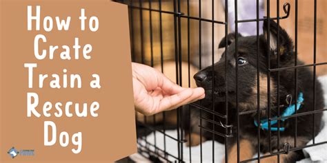 How to Crate Train a Rescue Dog With Separation Anxiety