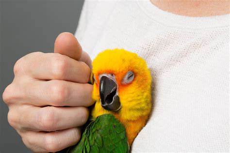 How to Make a Safe Environment for Your Pet Bird (with Pictures)