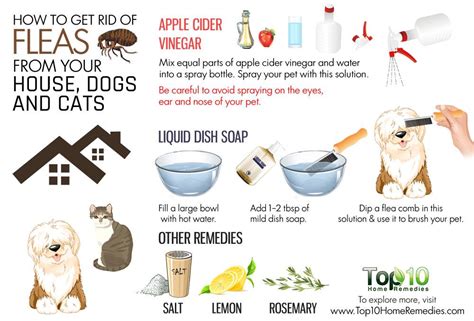 We've got all the info you need to know about How To Get Rid Of Fleas