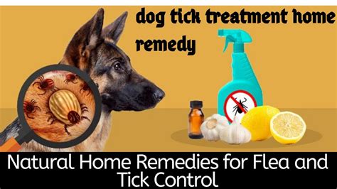 Learn more about tick and flea prevention for dogs... Ticks on dogs