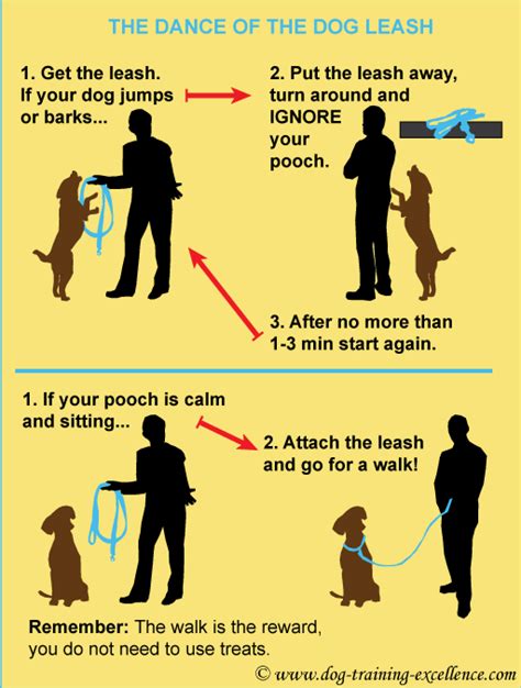 Teaching Your Puppy to Walk On A Leash