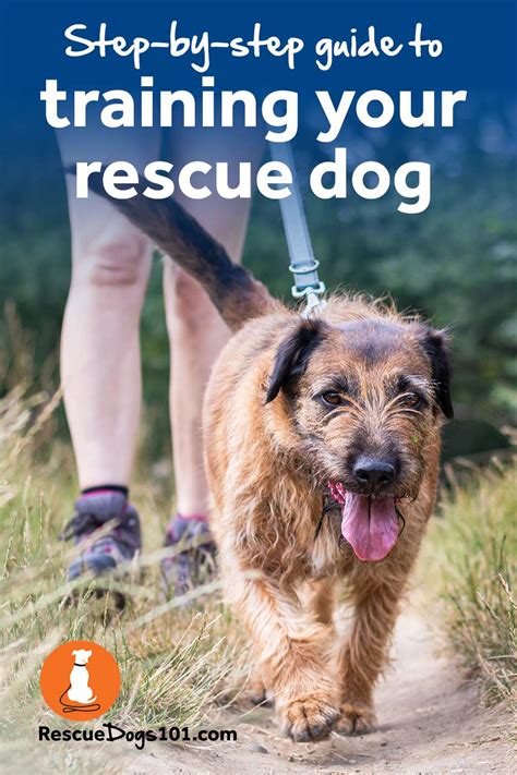How to Train A Rescue Dog in a Gentle Way Training your dog, Rescue