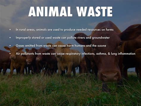 How Animal Farming Ruins The Environment