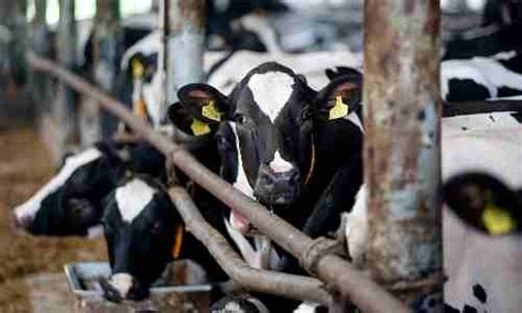 How Animals And Crops Get Affected By Inhumane Farming Methods