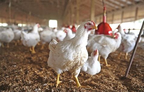 How Animals And Crops Get Affected By Inhumane Farming Methods