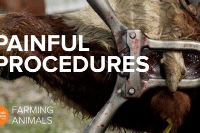 How Animals Get Affected During Inhumane Farming Methods