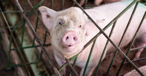 How Animals They Get Affected By Inhumane Farming Methods