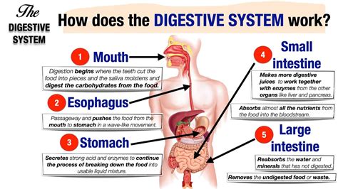 How Ant Digestive Systems Work