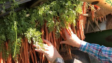 The process of making baby carrots: From field to bag.
