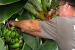 How Are Bananas Harvested