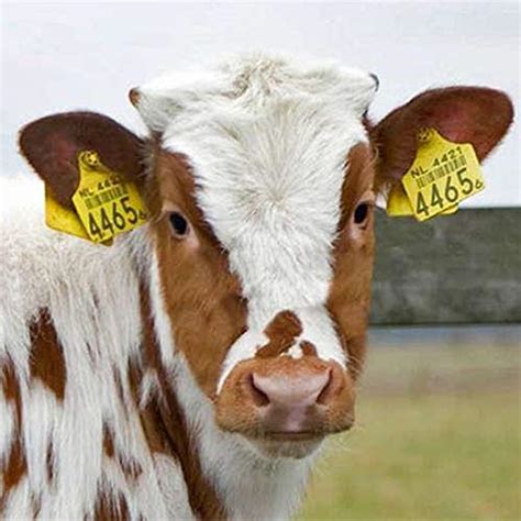 How Are Farm Animals Tagged