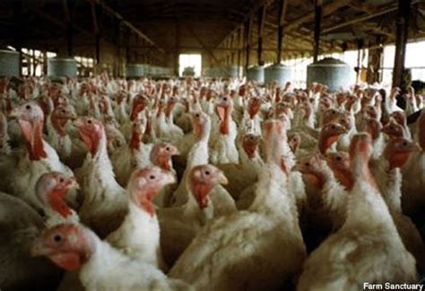 How Are Farm Animals Used For Food