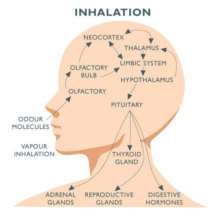 How Aromatherapy Works
