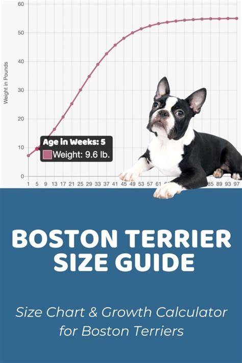 47+ When Is A Boston Terrier Fully Grown Picture Bleumoonproductions