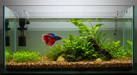 How Big Should A Betta Fish Tank Be