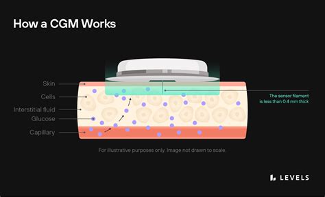 How CGMs Work for Non-Diabetics