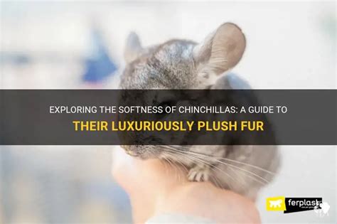 How Chinchillas Maintain Their Soft Fur