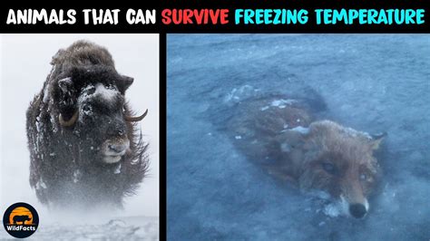 How Cold Can Farm Animals Survive