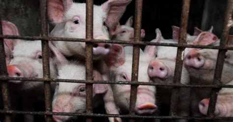 How Common Is Animal Abuse In Farms