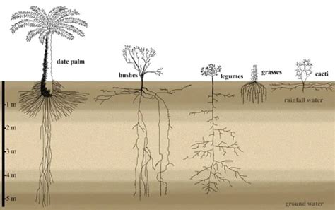 Palm Tree Roots - How deep & wide do they grow? (All you need to know