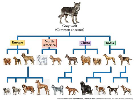 How Did Different Dog Breeds Evolve