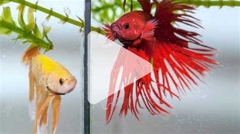 How Do Betta Fish Fight