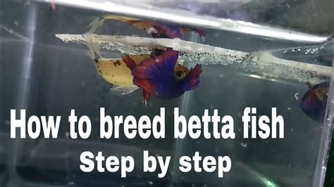 How Do Betta Fish Reproduce