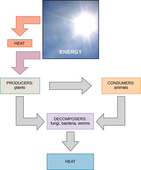 How Do Consumers Obtain Energy