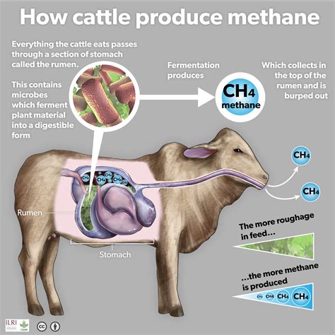 How Do Farm Animals Produce Methane