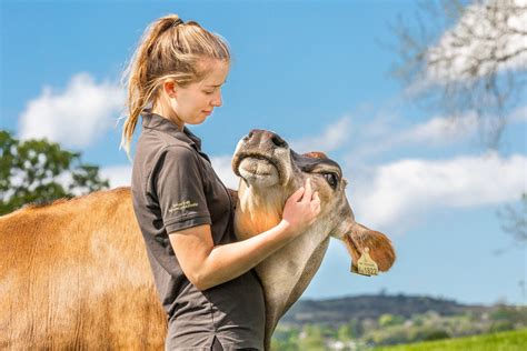 How Do Farm Sanctuaries Rescue Animals