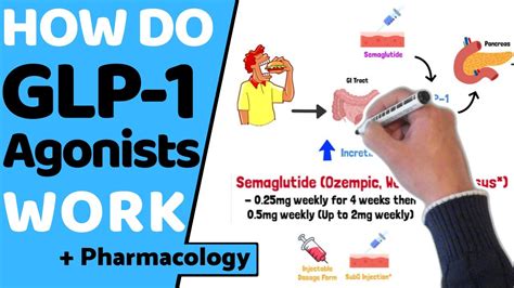 How Do GLP-1 Agonists Work?
