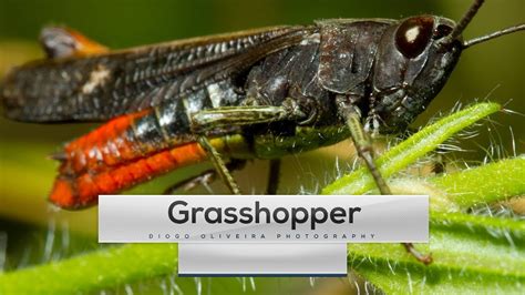 How Do Grasshoppers Make Noise
