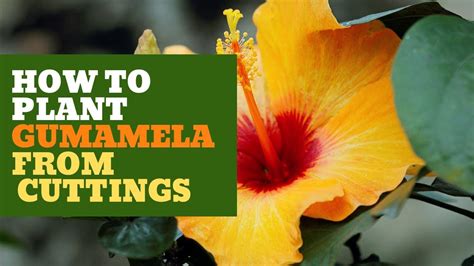 How Do Gumamela Reproduce